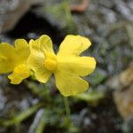 Utricularia radiata 花