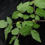 Lonicera lanceolata Hábito