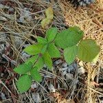 Rubus discolorLeaf