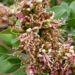 Schotia latifolia Flor