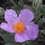 Cistus albidusKwiat