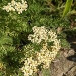 Achillea nobilisKvet