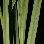 Schoenocaulon officinale Folha