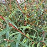 Salix rosmarinifolia पत्ता