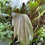 Arenga hookeriana Leaf