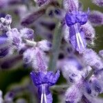 Salvia yangii Flower