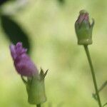 Anisantherina hispidula Flor