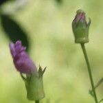 Anisantherina hispidula Blomma