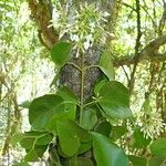 Jasminum mackeeorum