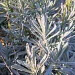 Lavandula latifolia Leaf