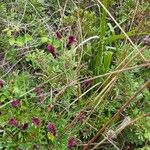 Vicia benghalensisBlüte