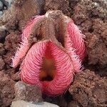 Hydnora abyssinica Flor