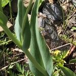 Ranunculus amplexicaulis برگ