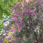 Indigofera heterantha Flower