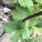 Ranunculus cortusifolius Leaf