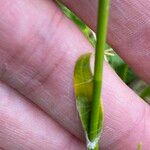 Luzula alpinopilosa Leaf