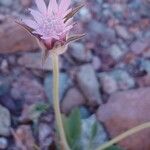 Pterocephalus plumosus Flower