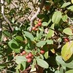 Frangula californica Blad