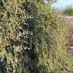 Ziziphus spina-christi Yeri