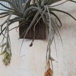 Tillandsia pohliana 花