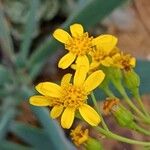 Senecio crassissimus Flower