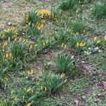 Crocus flavus その他の提案