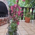 Lobelia cardinalis Fleur