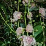 Barringtonia racemosa Kukka