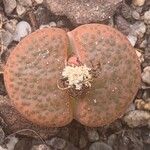 Lithops fulviceps Лист