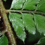 Polystichum transvaalense Blad