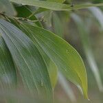 Acacia auriculiformis Folha