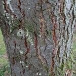 Pseudotsuga menziesii Kéreg/szár