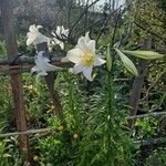 Lilium longiflorum 整株植物