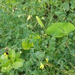 Baptisia tinctoria Lehti