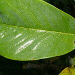 Annona cherimola Leaf