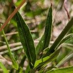 Oenothera gaura Leht