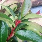Photinia serratifolia Hábitos