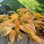 Hosta plantagineaЛист