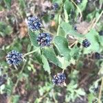 Lantana viburnoides Frugt