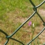 Vicia segetalis Fleur