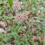 Trifolium stellatum Flower