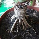 Dracaena draco Кара