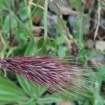 Bromus rubens Flower