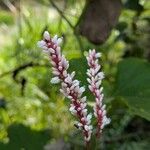 Persicaria glabra Flor