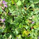 Erodium cicutarium Leaf