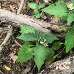 Solanum physalifolium Liść