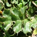 Cirsium acaulon Otro