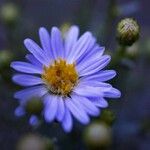 Symphyotrichum oolentangienseFlor