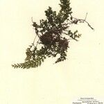 Hymenophyllum maxonii