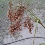 Scirpus cyperinusFlower